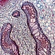 Monocular Biological Microscope